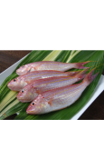 FROZEN GOLDEN THREADFIN BREAM