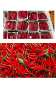 FRESH CHILLI