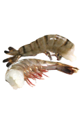 HLSO Black Tiger Shrimp