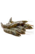 HOSO Vannamei Shrimp