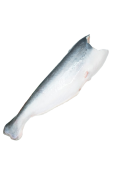 Pangasius HGT