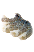 PD Black Tiger Shrimp